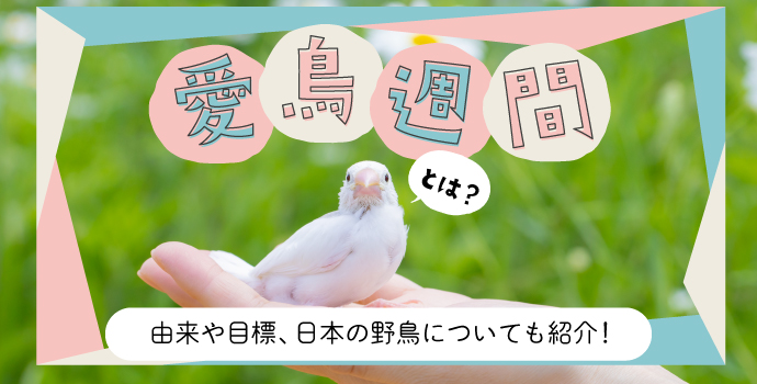 愛鳥週間とは？由来や目標、日本の野鳥についても紹介！